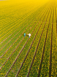 High angle view of people walking on field