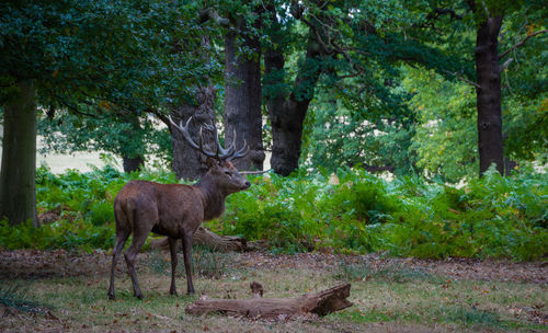 Deer amidst trees in forest