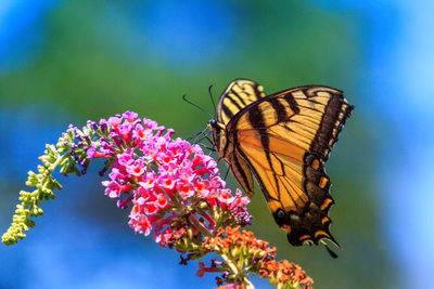 Close-up of butterfly on flower