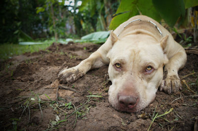 Close-up portrait of a dog on field