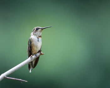 Close-up of bird perching