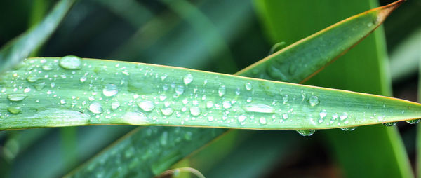 Close-up of raindrops on leaf