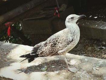 Close-up of bird perching outdoors