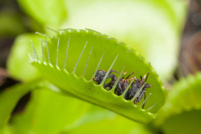 Close-up of insect on leaf