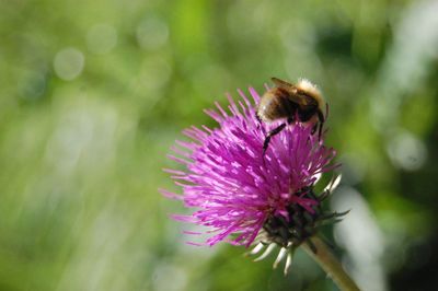 Close-up of bee pollinating on pink flower