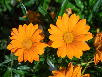 Close-up of orange flower