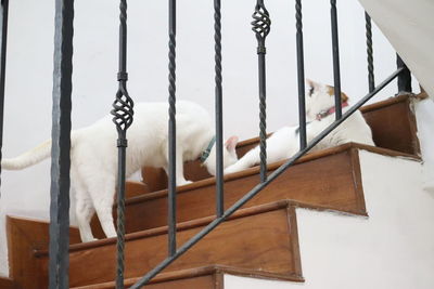 Low angle view of white cat