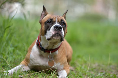 Dog looking away on field