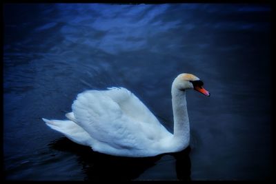 Close-up of swan in water