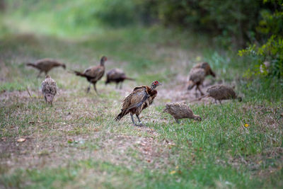 Birds on field