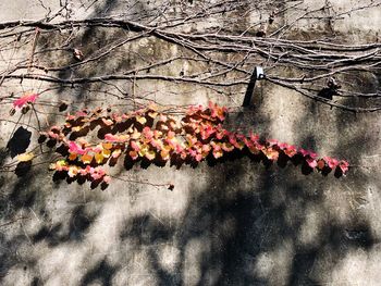 Close-up of pink cherry blossom tree during autumn