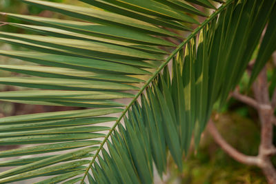 Green leaves background. abstract natural floral background. selective focus, macro. 