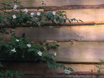 Close-up of plants growing on wood