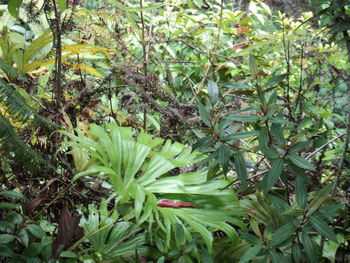 Close-up of fruits growing on tree