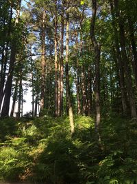 Low angle view of trees against sky