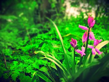 Close-up of pink flowers blooming outdoors