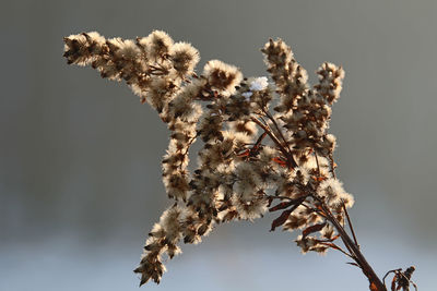 Low angle view of flower tree against sky