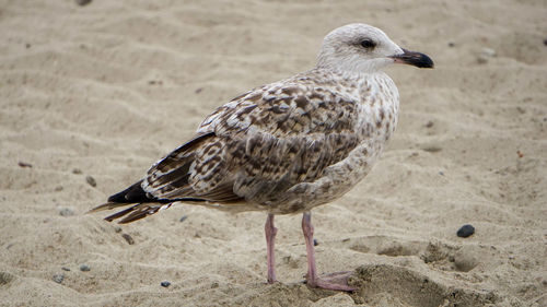 Close-up of seagull perching on sand