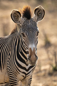 Close-up of grevy zebra staring at camera