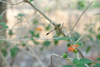 Close-up of butterfly pollinating on flower