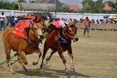Karapan sapi the traditional bull race competition in pamekasan, madura - indonesia. 
