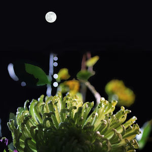 Close-up of flower in bloom