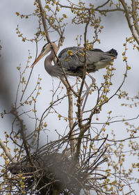 Low angle view of bird perching on tree