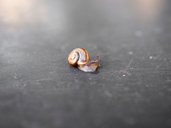 Close-up of snail on footpath