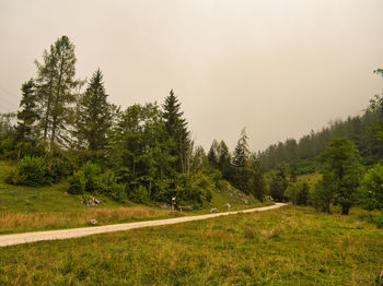 Pine trees in forest against sky