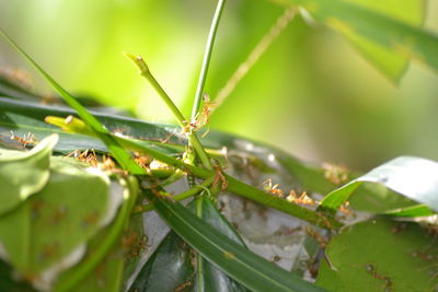 Close-up of insect on plant