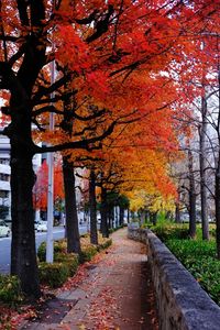 Street amidst trees during autumn