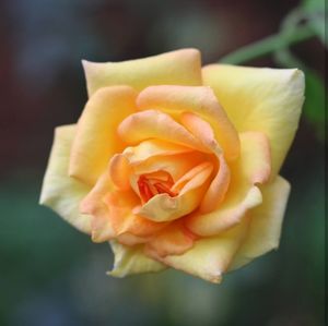 Close-up of flower blooming outdoors