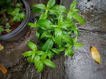 High angle view of potted plant on table