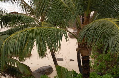 Palm trees by pond