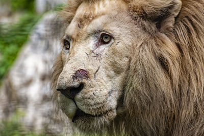 Close-up of lioness