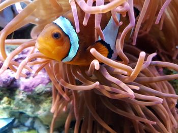 Close-up of jellyfish swimming in sea