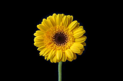 Close-up of fresh sunflower blooming against black background