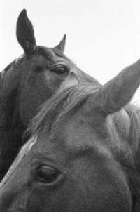 Close-up of horse