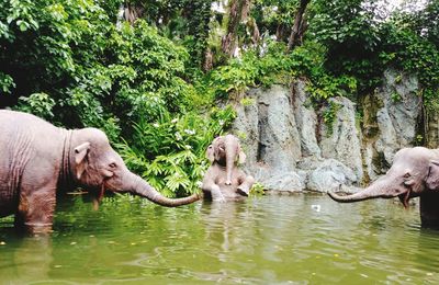 View of elephant in lake