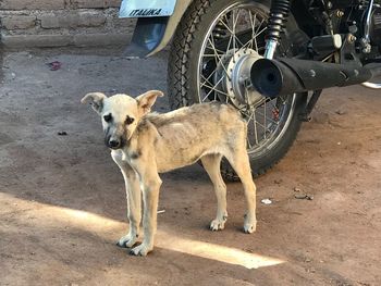 Puppy standing by motorcycle