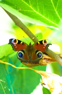Close-up of insect on leaf