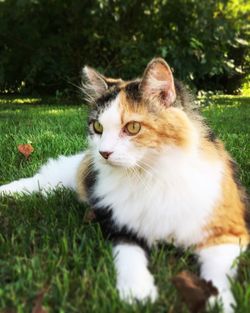 Close-up of cat on field