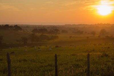 Scenic view of field against sky during sunset