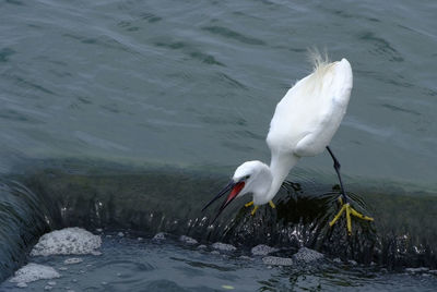 White swan in lake