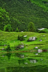 Scenic view of lake amidst trees