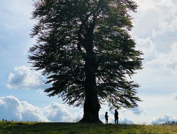 Trees on field against sky