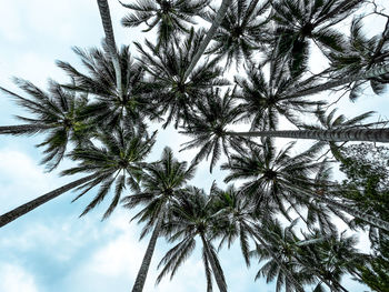 Low angle view of coconut palm tree against sky