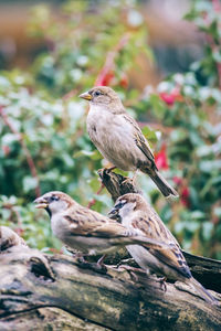 Close-up of sparrow perching on tree