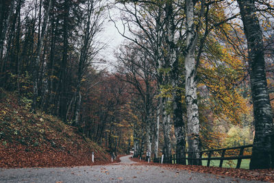 Trees in forest during autumn