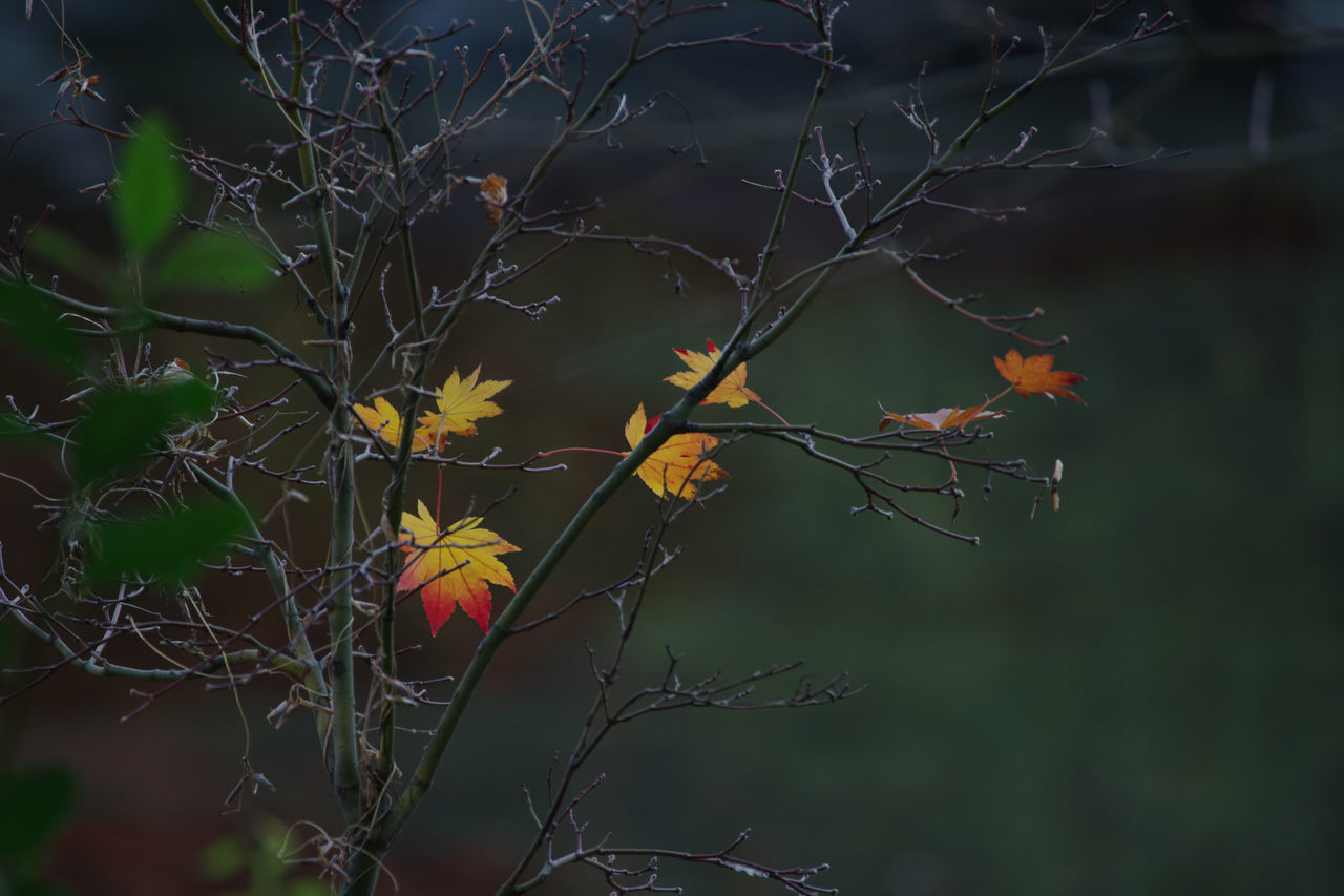 nature, plant, leaf, branch, sunlight, tree, no people, beauty in nature, flower, focus on foreground, fragility, green, flowering plant, autumn, outdoors, close-up, macro photography, growth, freshness, yellow, animal, day, animal wildlife, animal themes, land, tranquility, forest, plant part